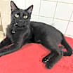 Thumbnail photo of Precious #3