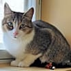 Thumbnail photo of Athena #1