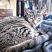 Thumbnail photo of GRIFFYN (COURTESY POST) #2