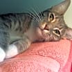 Thumbnail photo of Buster #3