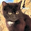 Thumbnail photo of Fallon #1