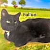 Thumbnail photo of Fallon #2