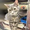 Thumbnail photo of Roman #1
