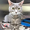 Thumbnail photo of Roman #2