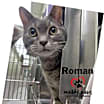Thumbnail photo of Roman #3
