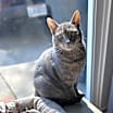 Thumbnail photo of Mouse #1