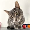 Thumbnail photo of Mouse #2