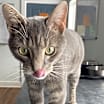 Thumbnail photo of Mouse #3