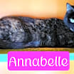 Thumbnail photo of Annabelle #2