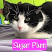 Thumbnail photo of Sugar Plum #1