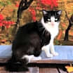 Thumbnail photo of Sugar Plum #2