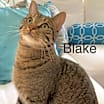 Thumbnail photo of Blake #1
