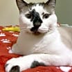 Thumbnail photo of Hobbes #1