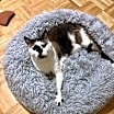 Thumbnail photo of Hobbes #2