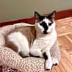 Thumbnail photo of Hobbes #4