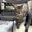 Thumbnail photo of Tabby-Cat #3