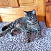 Thumbnail photo of Tabby-Cat #4