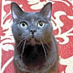 Thumbnail photo of Grayson #1