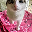 Thumbnail photo of Angel #1