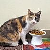 Thumbnail photo of Delilah #4