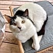 Thumbnail photo of Cowvin #1