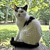 Thumbnail photo of Cowvin #3