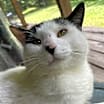 Thumbnail photo of Cowvin #4
