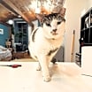 Thumbnail photo of A boy called Samson #1