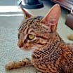 Thumbnail photo of MAGGIE #1