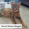 Thumbnail photo of MAGGIE #2