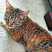 Thumbnail photo of MAGGIE #3