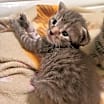 Thumbnail photo of Kiwi #3