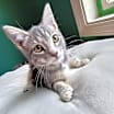 Thumbnail photo of Moonshine  #2