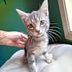 Thumbnail photo of Moonshine  #3