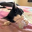 Thumbnail photo of Nebula #1