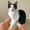Thumbnail photo of Nebula #2