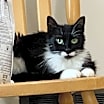 Thumbnail photo of Savannah #1