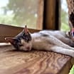 Thumbnail photo of Dooley #2