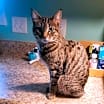 Thumbnail photo of Pixie #1
