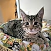 Thumbnail photo of Pixie #2