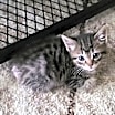 Thumbnail photo of Pixie #3