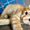 Thumbnail photo of Giny #1