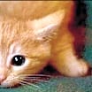 Thumbnail photo of Giny #2