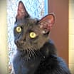 Thumbnail photo of Orbit #1