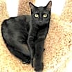 Thumbnail photo of Orbit #2