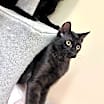 Thumbnail photo of Orbit #3