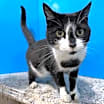 Thumbnail photo of Pixie #1