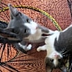 Thumbnail photo of Hermione (& Lucas) #4