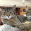 Thumbnail photo of Leo #3