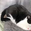 Thumbnail photo of Opey #2